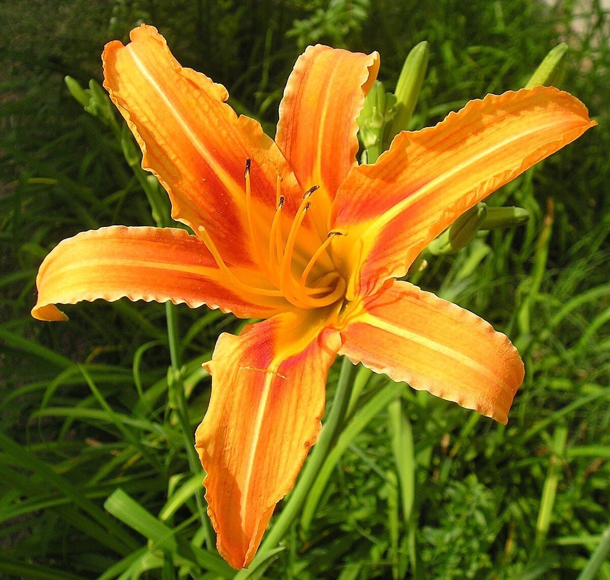 Bright orange daylily flower with six petals in full bloom against green foliage background