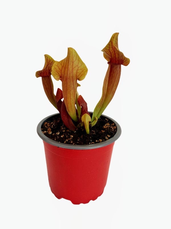 Carnivorous pitcher plant with red and yellow tubular flowers in a red plastic pot with dark soil