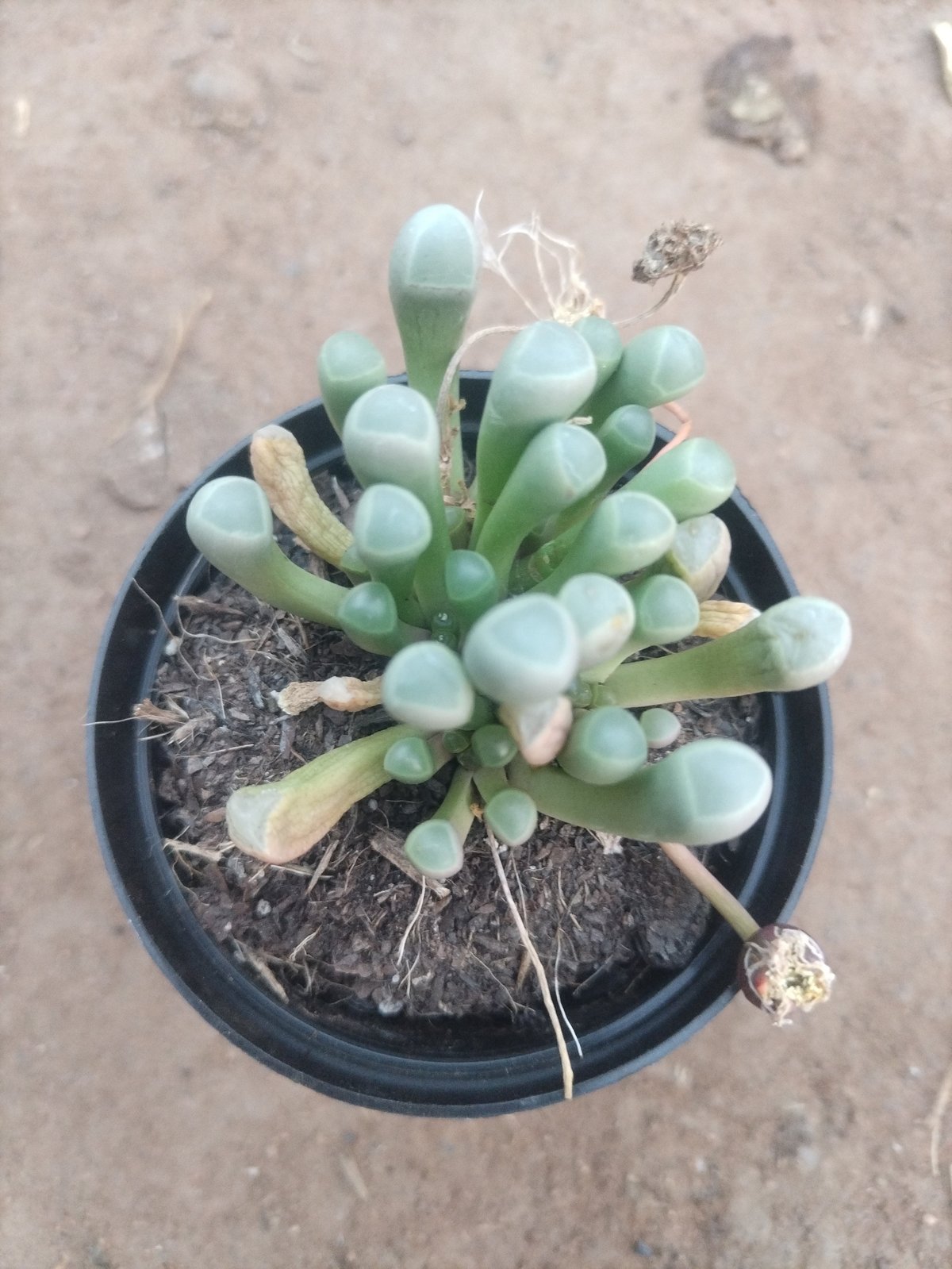 Overhead view of a small succulent plant with pale green spherical leaves in a black pot on sandy ground