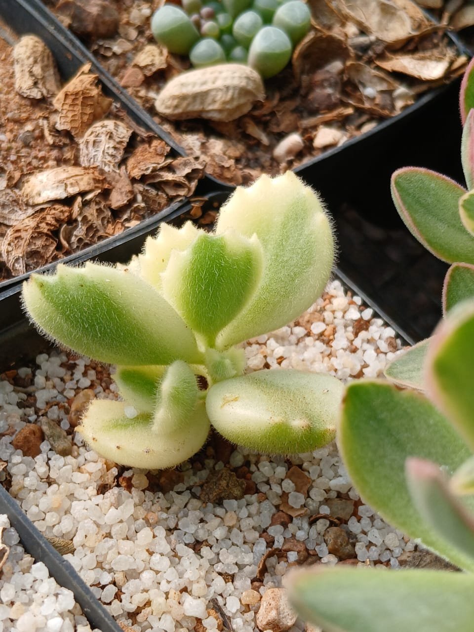 Close-up of hairy succulent plant with pale green heart-shaped leaves in pot with white gravel and drip irrigation