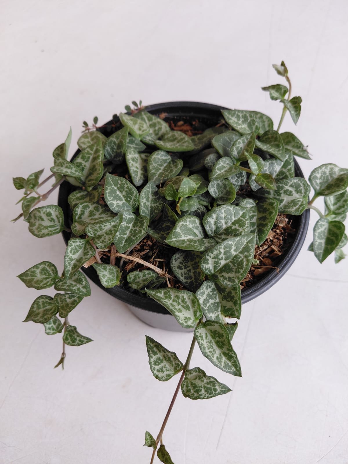 Overhead view of a potted Satin Pothos plant with heart-shaped leaves featuring white variegation, cascading vines trailing over a dark pot against a white background