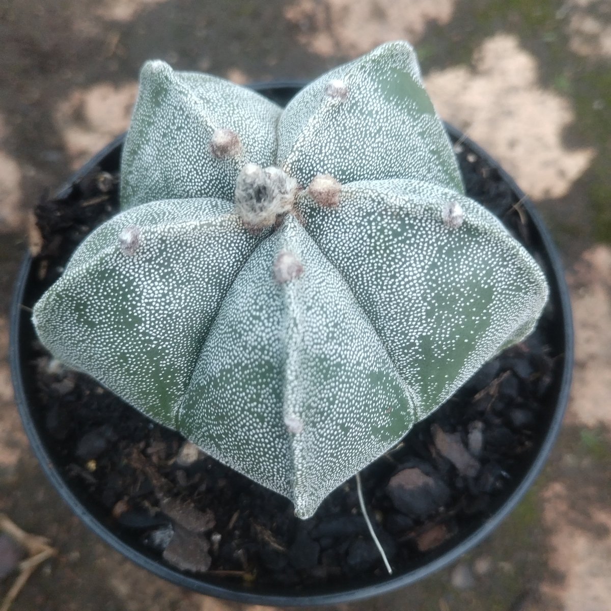 Gray-green succulent plant with fuzzy textured leaves arranged in a star pattern, potted in black container with soil
