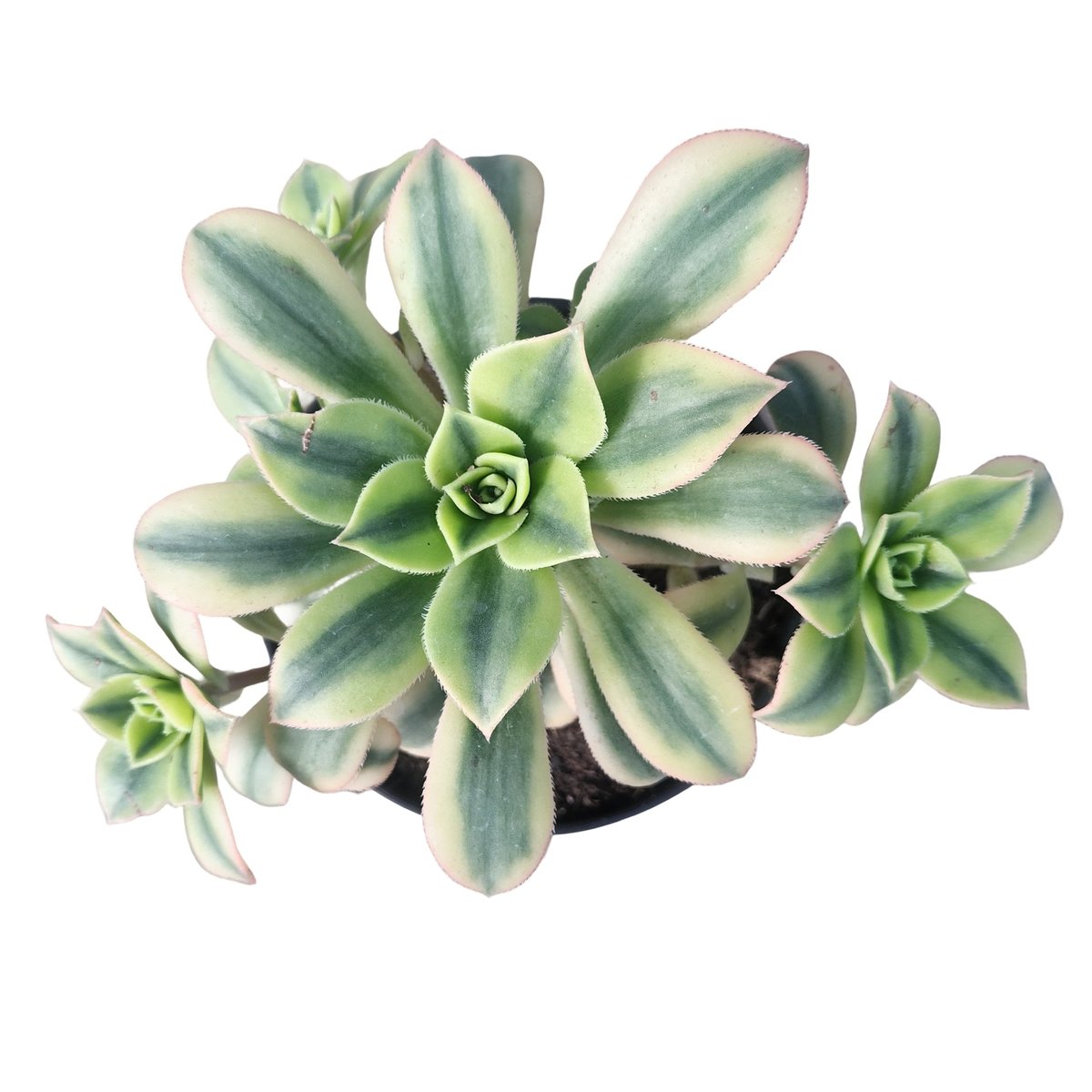 Top view of variegated succulents with pale green and gray-striped leaves arranged in a potted cluster