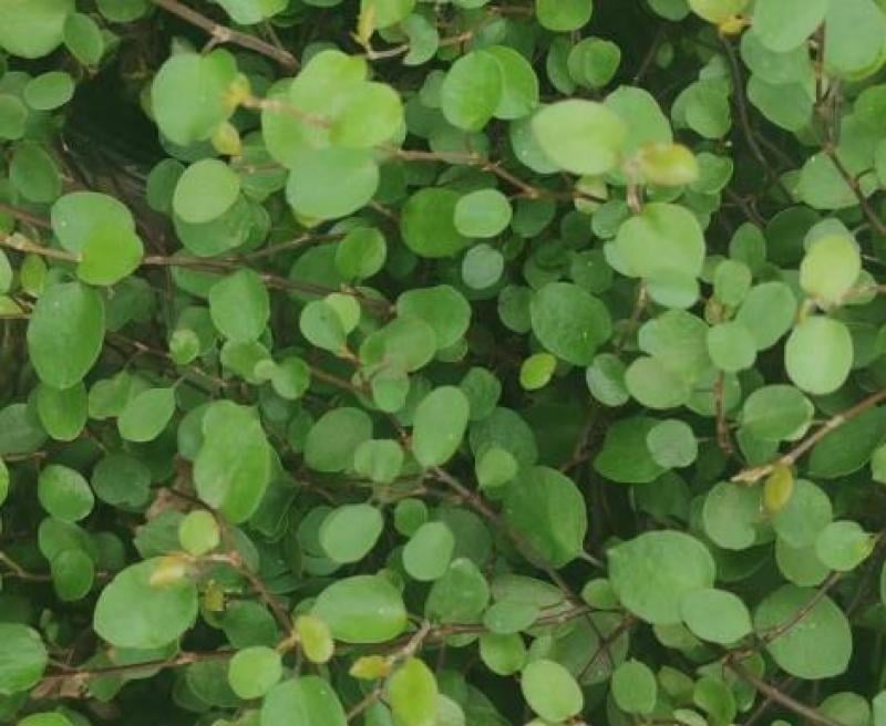 Dense cluster of green round leaves on thin brown stems, showing a trailing vine or groundcover plant