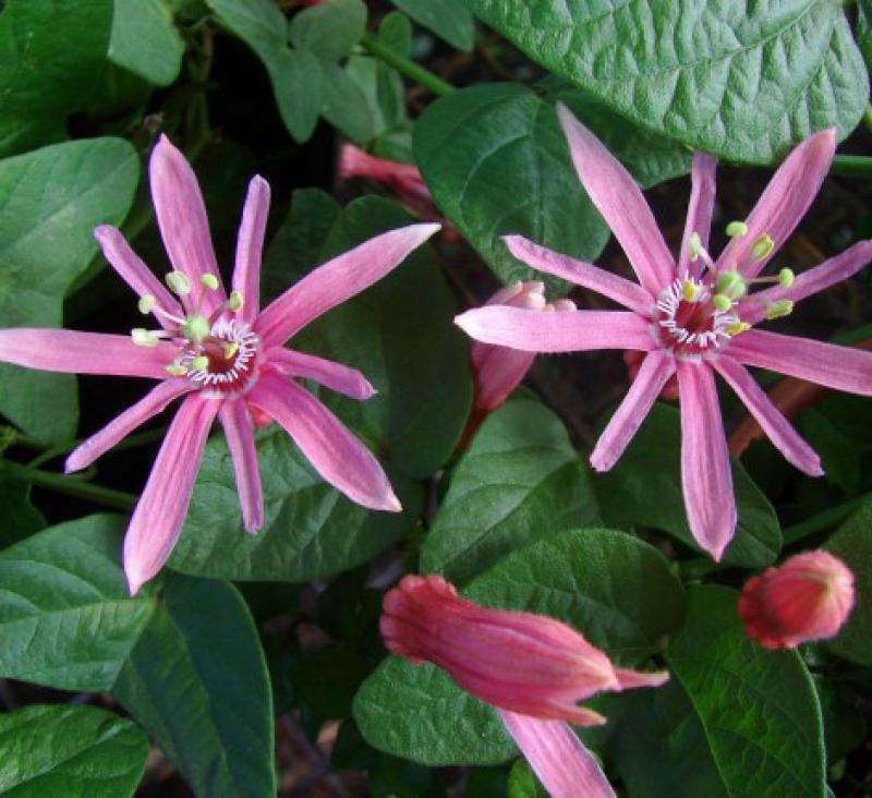 Two pink passionflower blooms with distinctive stamen centers among green foliage and unopened buds