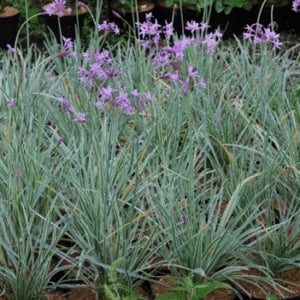 Purple flowers blooming among dense green ornamental grass plants in a garden bed