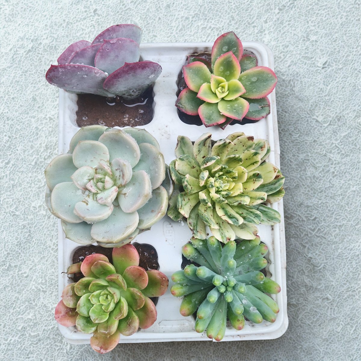 Six assorted succulent plants in a white rectangular tray, displaying various colors and textures including purple, green, and coral hues