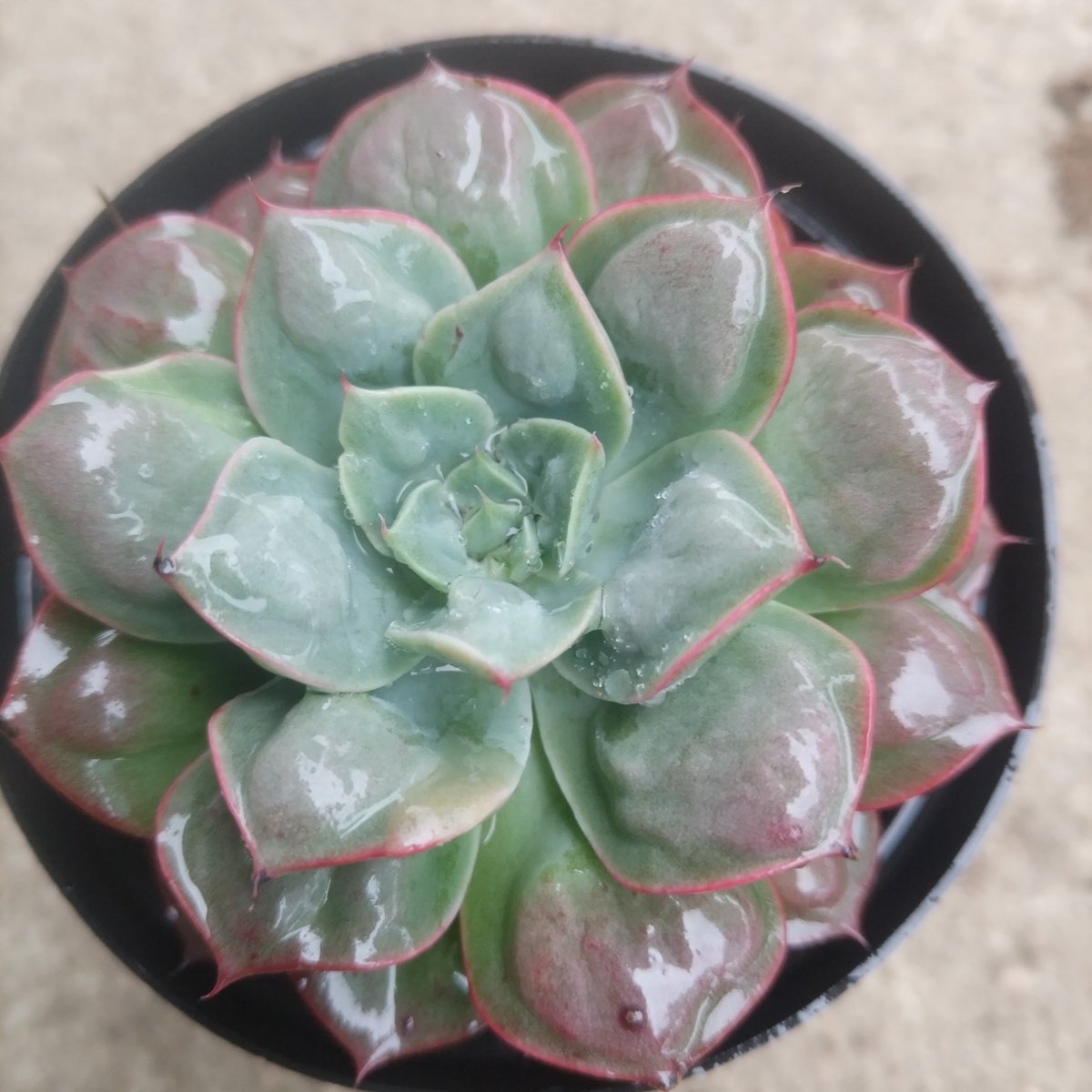 Overhead view of a green and red succulent plant in a black pot on a light surface