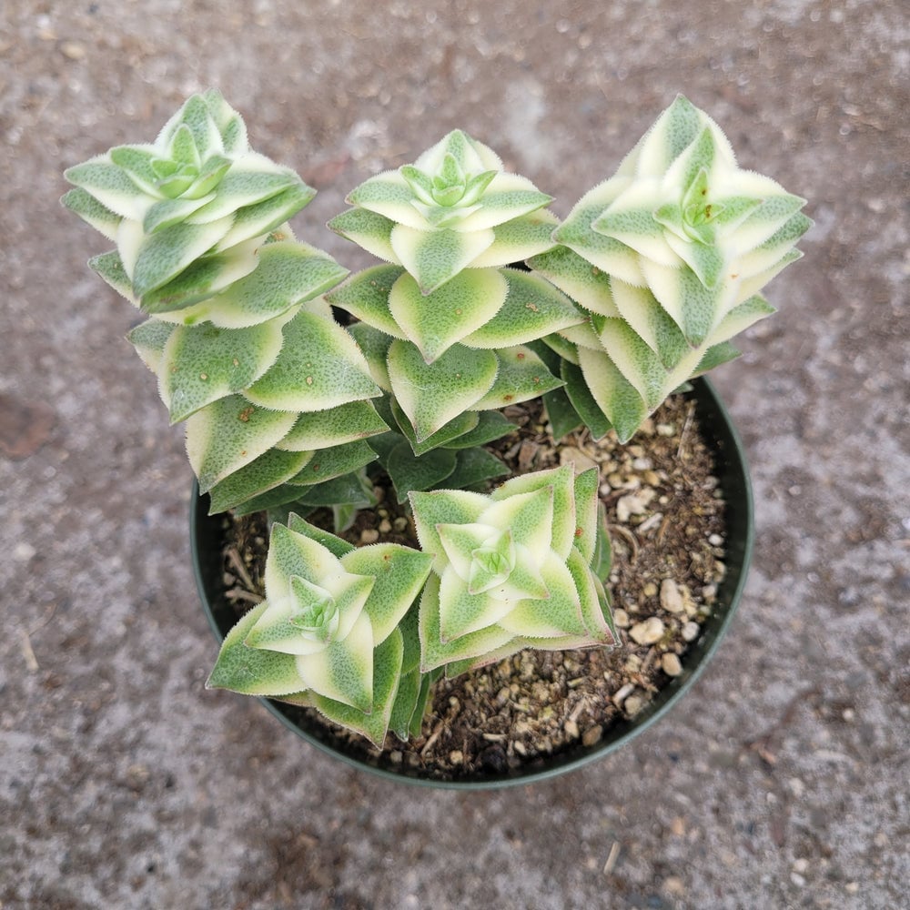 Potted succulent plant with pale green star-shaped rosettes in a black pot viewed from above