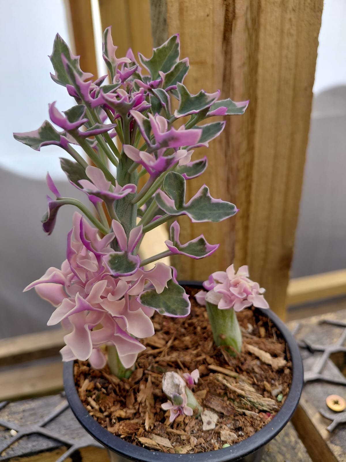 Purple flowering succulent plant in small gray pot with wooden background