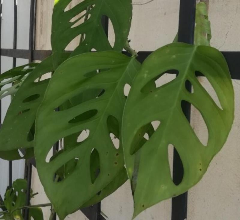 Close-up of Monstera Deliciosa plant with characteristic large green leaves featuring natural holes and splits against white wall