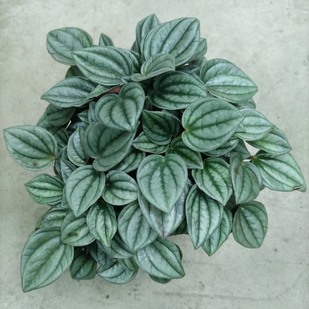Pothos plant with heart-shaped leaves featuring silver and green variegation, photographed from above against a light background