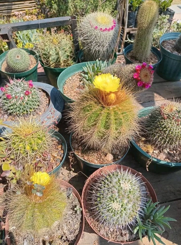 Collection of blooming cacti in containers outdoors, featuring yellow and pink flowers and various spiny succulent plants