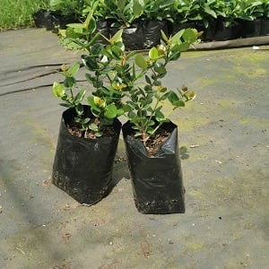 Two seedlings in black plastic nursery pots sitting on concrete with green foliage in background