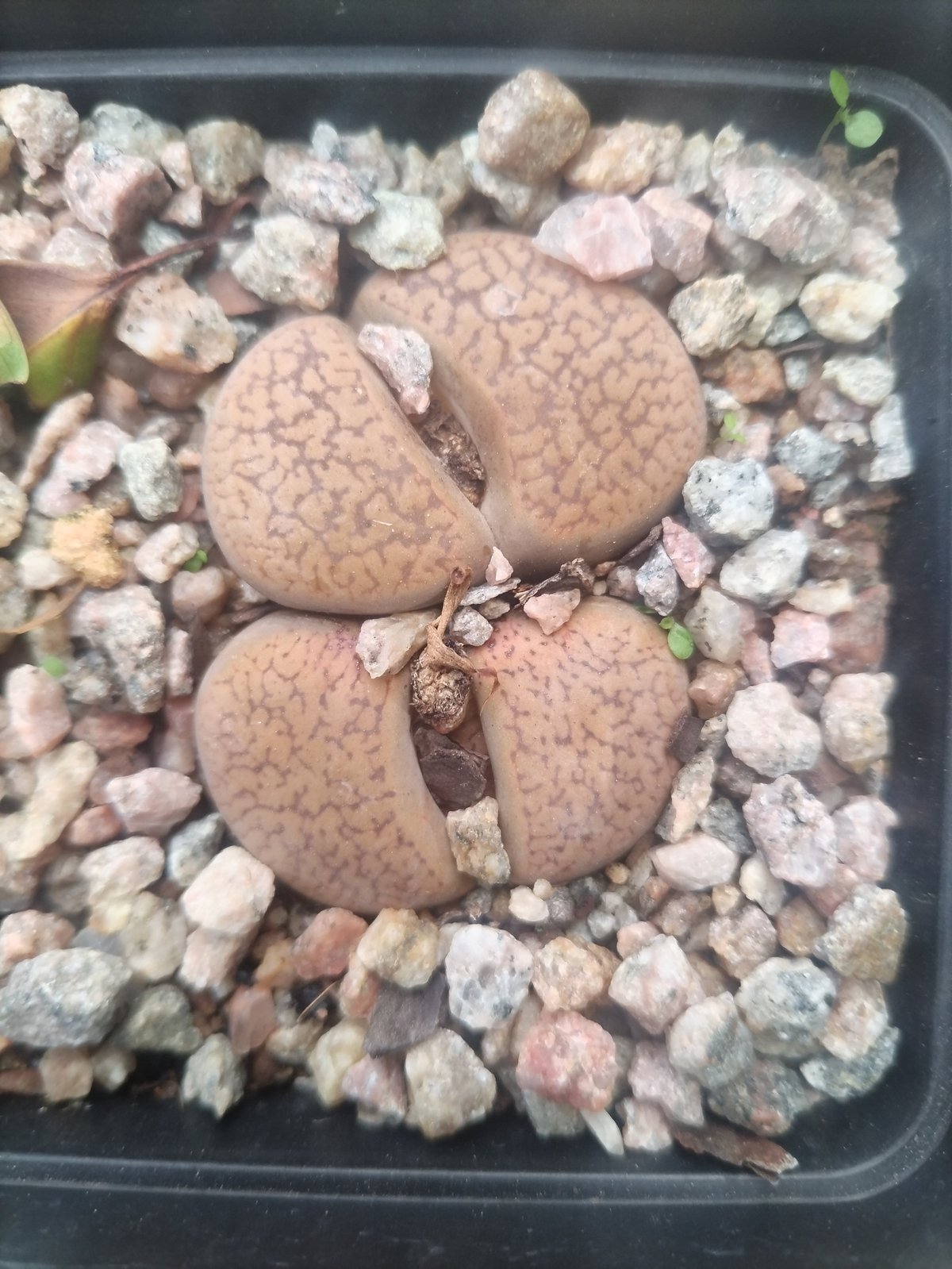 Lithops succulent plant with tan, brain-like lobed body and fissure, planted in rocky soil in a dark container