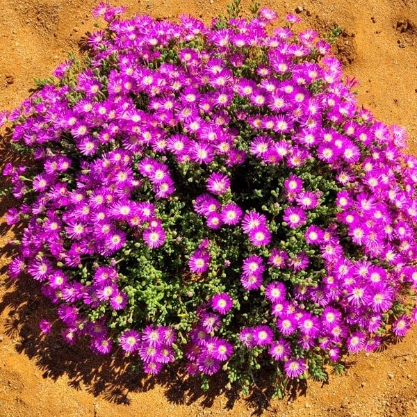 Dense cluster of bright magenta flowers blooming on sandy ground with green foliage