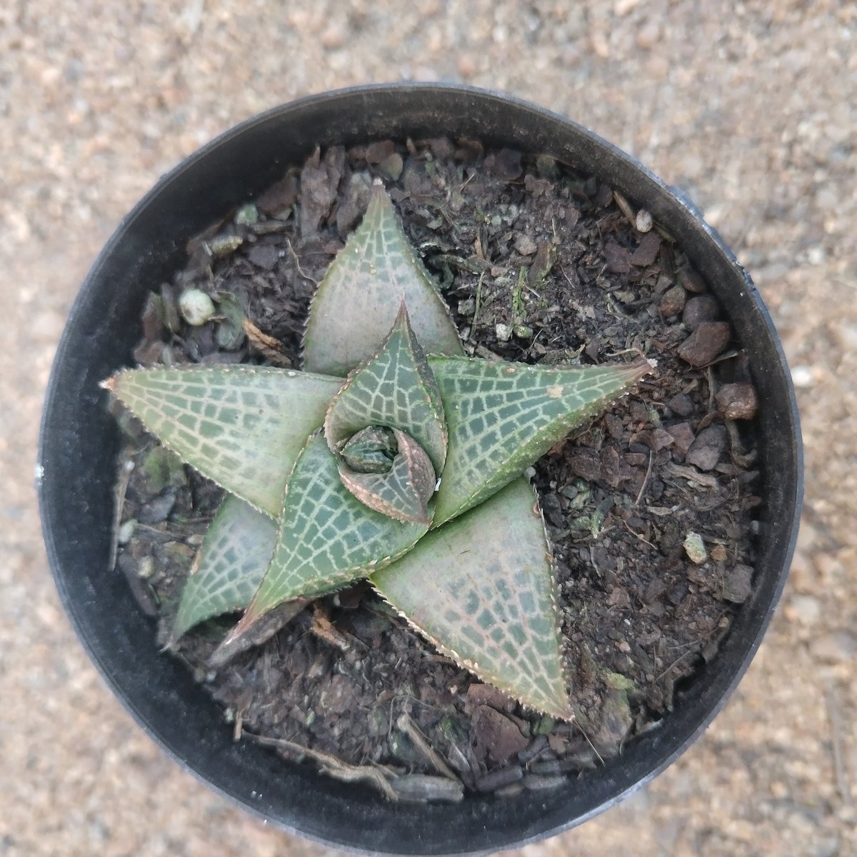 Small star-shaped succulent plant with pale green leaves and textured pattern growing in dark potting soil within a black circular pot