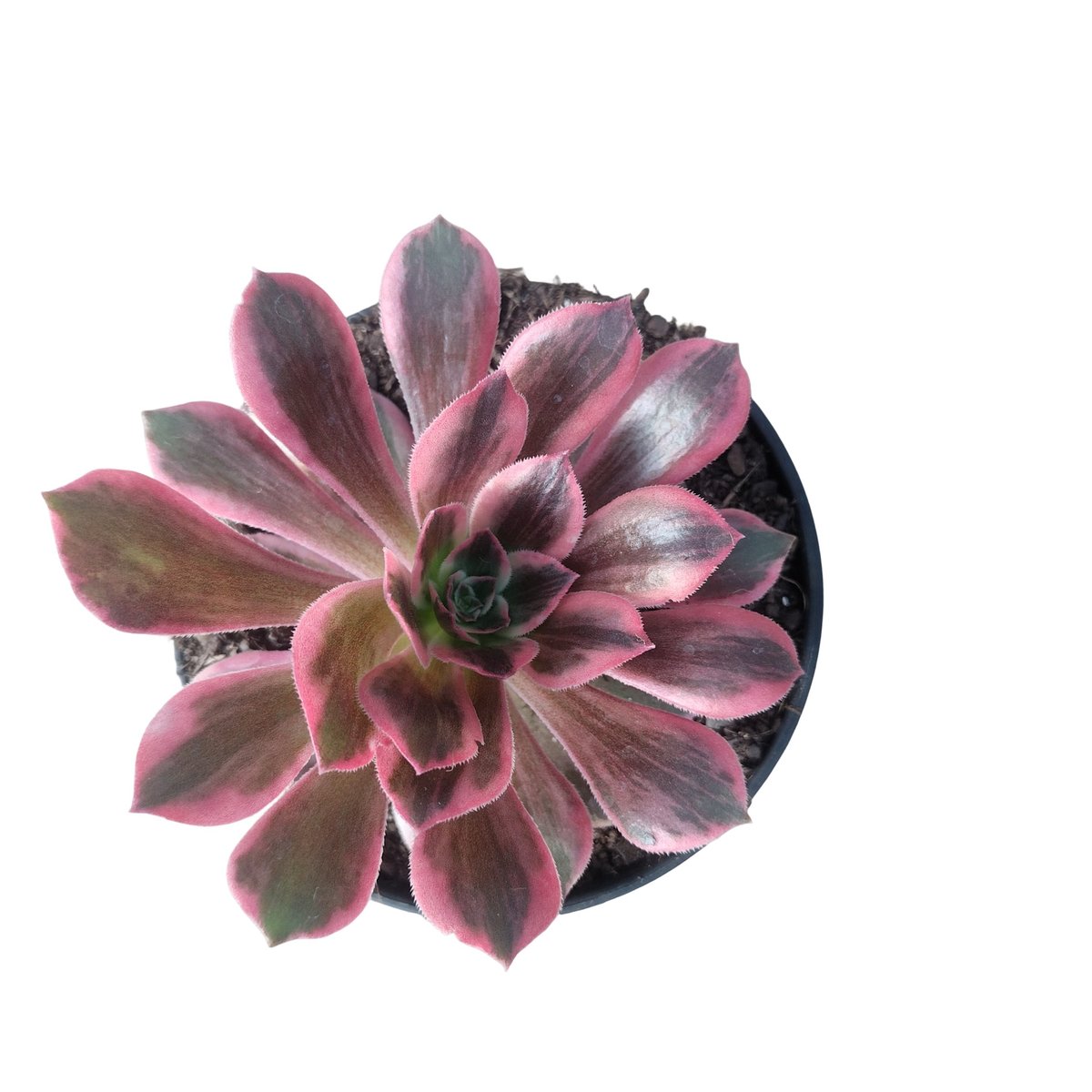 Pink and burgundy succulent plant with thick layered petals arranged in a rosette shape, viewed from above in a black pot
