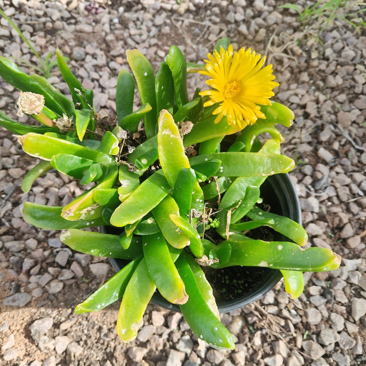Potted succulent plant with bright yellow daisy-like flower and fleshy green leaves on gravel ground