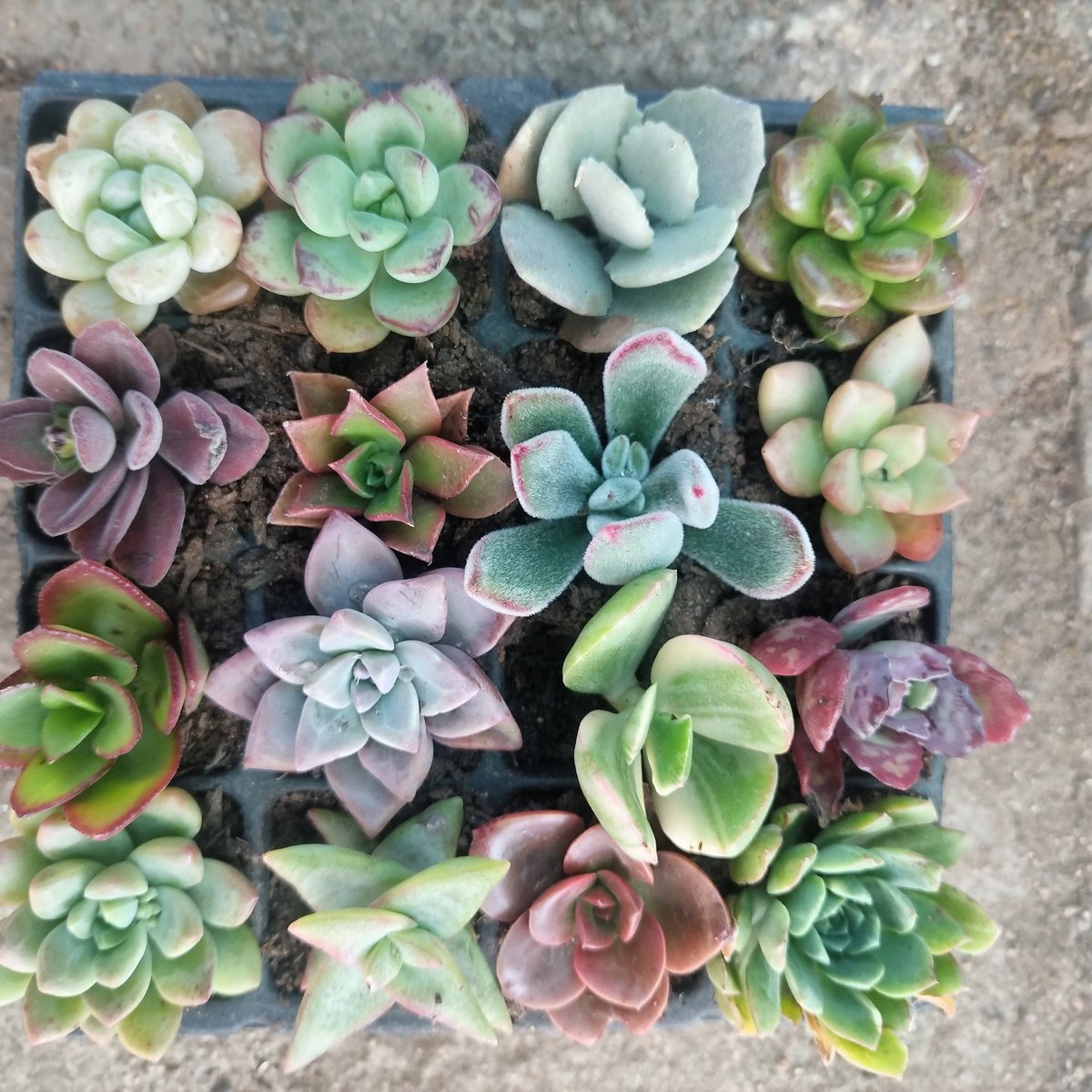 Overhead view of colorful succulent plants arranged in a square container with soil, displaying various rosette shapes in shades of green, blue, pink, and purple