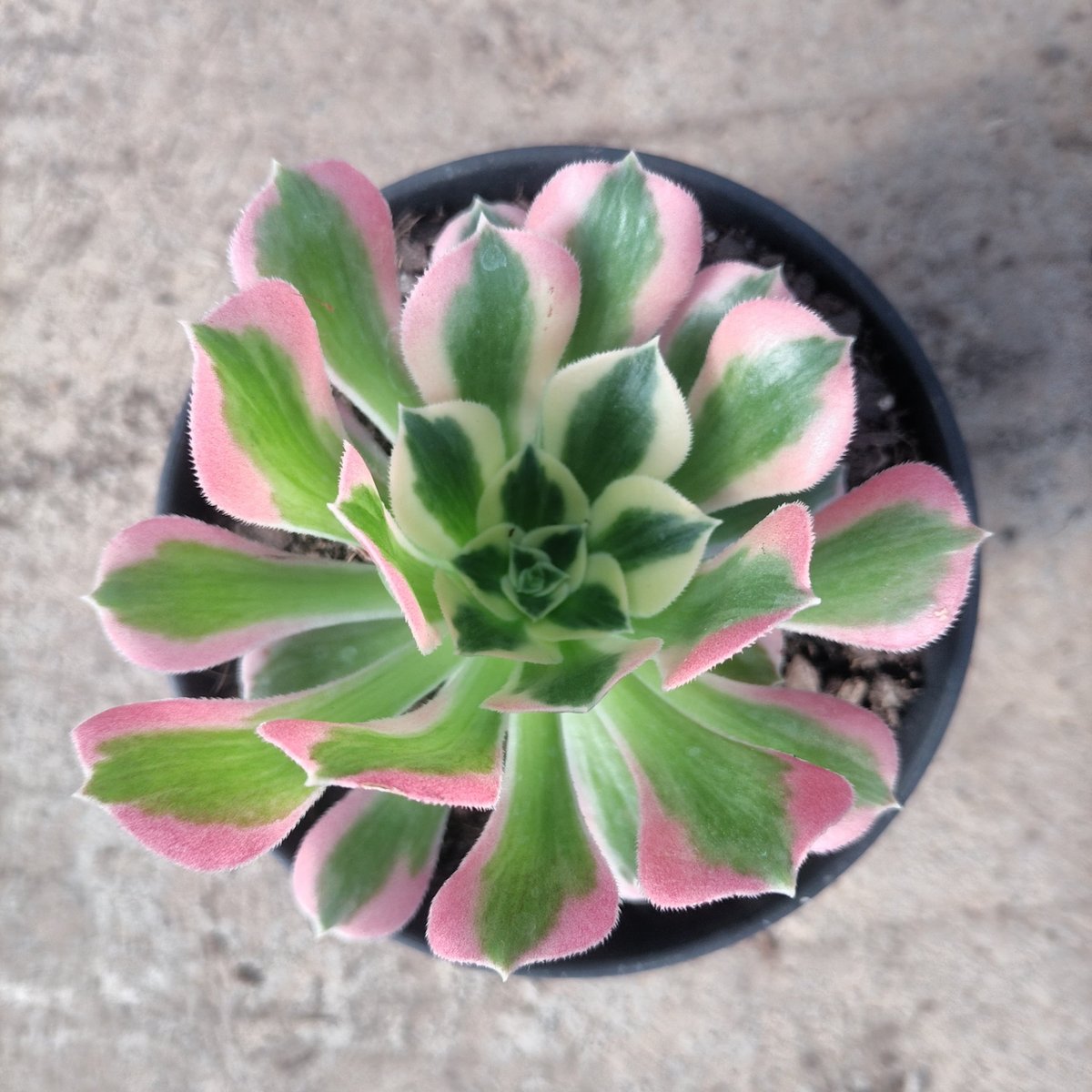Overhead view of a Syngonium podophyllum succulent with pink and green variegated leaves in a dark pot